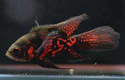 Astronotus ocellatus Red Tiger long fin