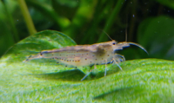 Caridina japonica M