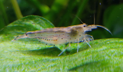 Caridina japonica S