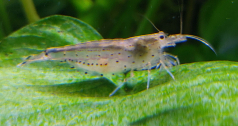 Caridina japonica SM