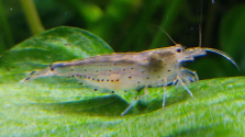 Caridina japonica XL 