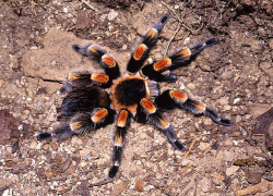 Brachypelma smithi      c.b. 