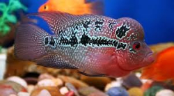 Cichlasoma sp. Flowerhorn