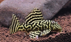 Hypancistrus sp.  L- 340  CZNZ