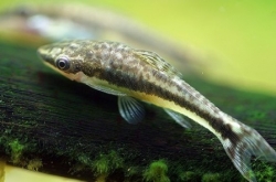 Otocinclus vestitus