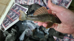 Hypostomus asperatus  Rio Araguay  Top rare!!! 