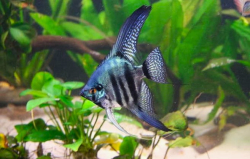 Pterophyllum scalare "Cobalt Blue Zebra" M 