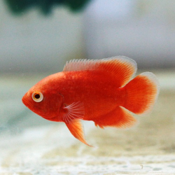 Astronotus ocelatus Red Chilli Oscar M