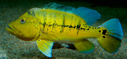 Cichla melaniae Xingu M