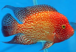 Cichlasoma sp. Flowerhorn Golden Red Texas Full color  NEW