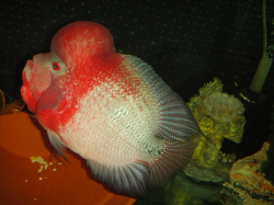 Cichlasoma sp. Flowerhorn 