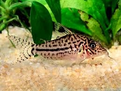 Corydoras leopardus C102