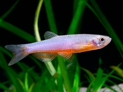 Danio roseus