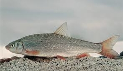 Chondrostoma nasus - Ostroretka stěhovavá