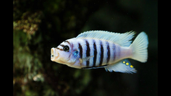 Pseudotropheus zebra chilumba maison reef sp. 4 - 5 cm