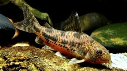 Corydoras paleatus brown