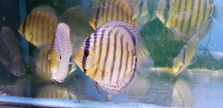 Symphysodon tarzoo "Tefe Green Discus" WILD 