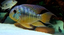 Gymnogeophagus balzani EU breed