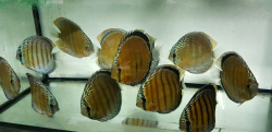 Symphysodon aequifasciatus "Lake Turere Blue/Rose Semi Royal" Wild XL 