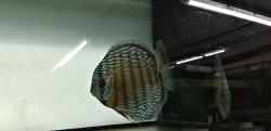 Symphysodon aequifasciatus "Lake Turere Blue Royal" Wild