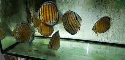 Symphysodon aequifasciatus "Lake Turere Rose/Orange/Red " Wild XL