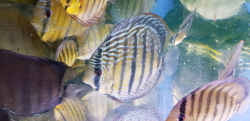 Symphysodon aequifasciatus "Lake Turere Blue Royal" Wild