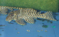 L129 - Hypancistrus debilittera - Colombian Zebra M 