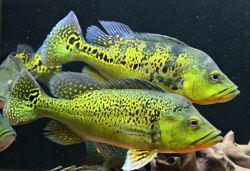 Cichla kelberi Bahia Gold L