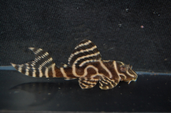 L333 Hypancistrus sp. 