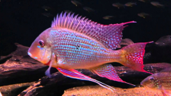 Geophagus surinamensis Real Surinam Wild L