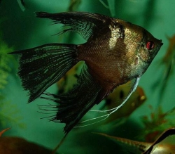 Pterophyllum scalare 