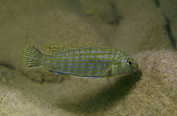 Labidochromis flavigulis