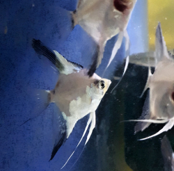 Pterophyllum scalare "Pinoy Green Avatar Ghost"