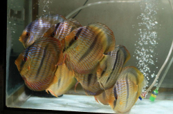 Symphysodon discus "Heckel cross Yellow Mari Mari" WILD M 