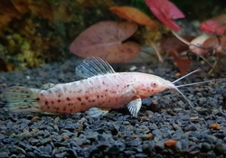 Hoplosternum thoracatum albino