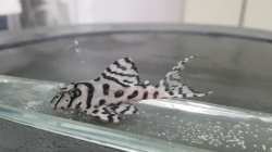 L236 - Hypancistrus sp. "Super White" CZ Breed S 