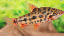 Leporinus sp. Strawberry ML 