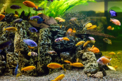 Malawi Cichlid Mix 