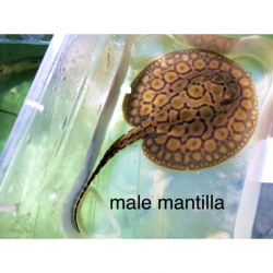 Potamotrygon sp. "Mantilla" Samec