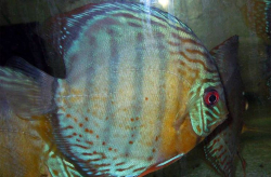 Symphysodon tarzoo "Nanay Peru Green Few Red Spotted Discus" WILD L 