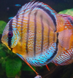 Symphysodon tarzoo "Nanay Peru Green Red Spotted Discus" WILD XL