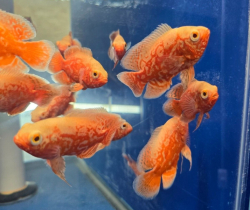 Astronotus ocelatus Albino Red Tiger NEMO Oscar M 