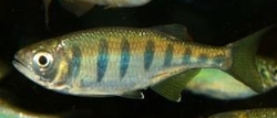 Opsarius / Barilius pulchellus