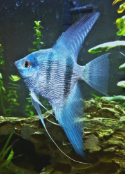 Pterophyllum scalare Pinoy Blue Avatar Diamond M 