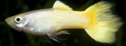 Poecilia reticulata German yellow male