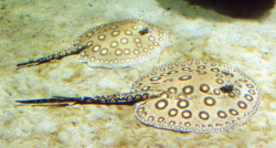 Potamotrygon motoro 