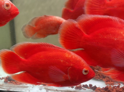 Astronotus ocelatus Red Chilli Oscar M 