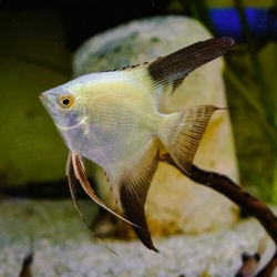 Pterophyllum scalare "Bulgarian Green Seal Real" M 