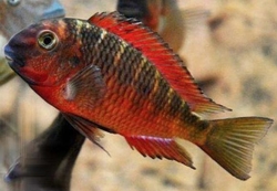 Tropheus moorii Chimba