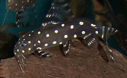 Synodontis angelica - Péřovec andělský